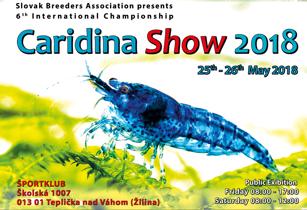 Caridina Show